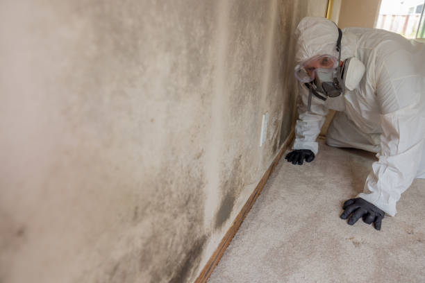 Mold Odor Removal Services in Fletcher, NC